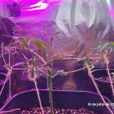 Prenseed #00 growlog photo: 1o dia dps da desfoliacao