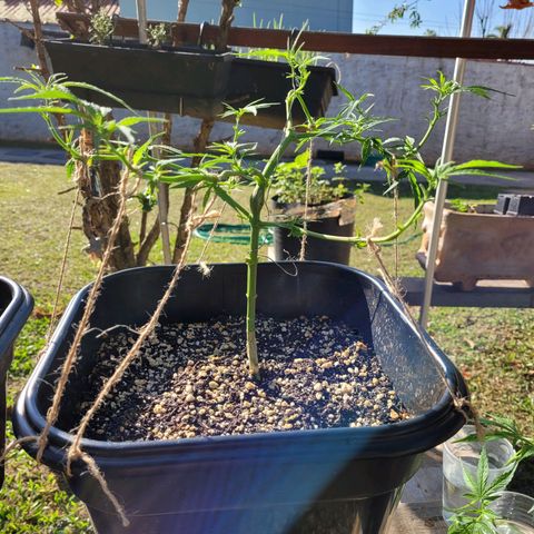 Prenseed #00 growlog timeline photo