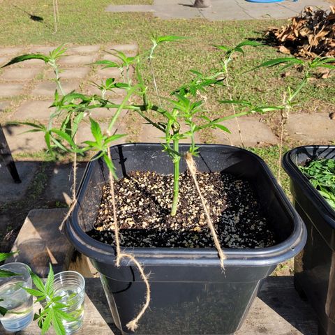 Prenseed #00 growlog timeline photo