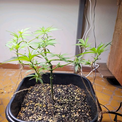 Prenseed #00 growlog timeline photo