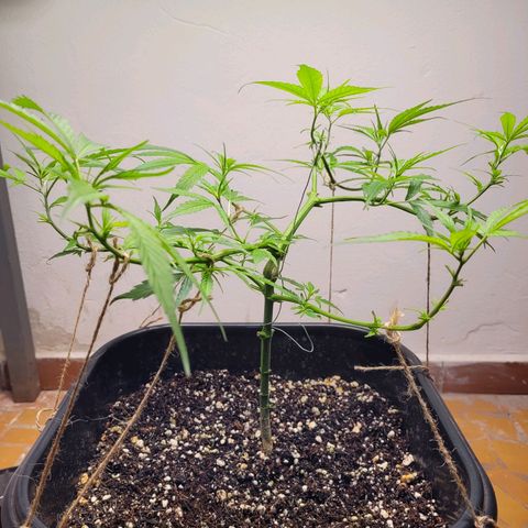 Prenseed #00 growlog timeline photo