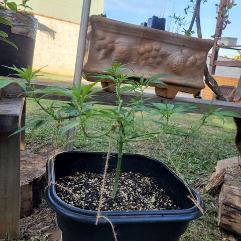 Prenseed #00 growlog timeline photo