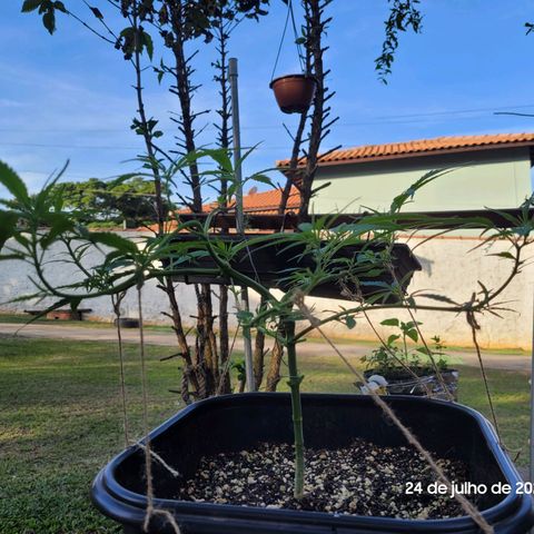 Prenseed #00 growlog timeline photo