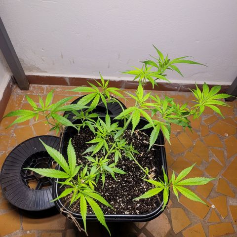Prenseed #00 growlog timeline photo