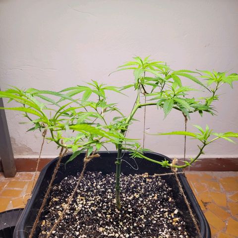 Prenseed #00 growlog timeline photo