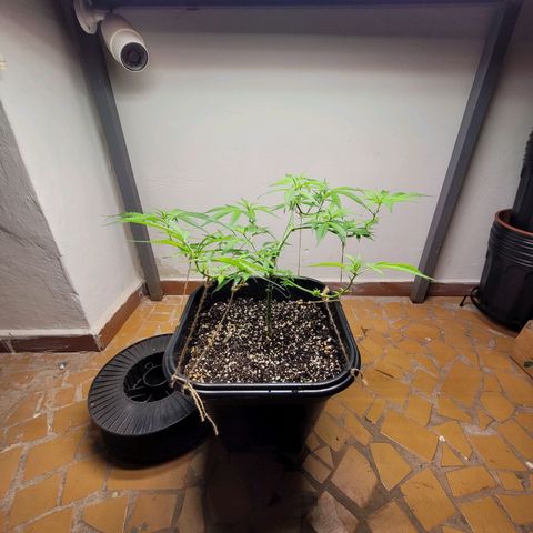 Prenseed #00 growlog timeline photo