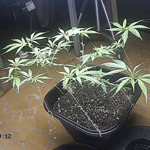 Prenseed #00 growlog timeline photo