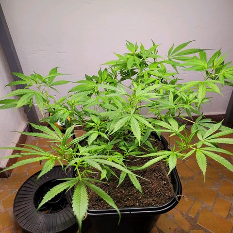 Prenseed #00 growlog timeline photo