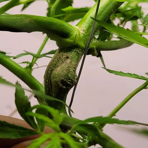 Prenseed #00 growlog timeline photo