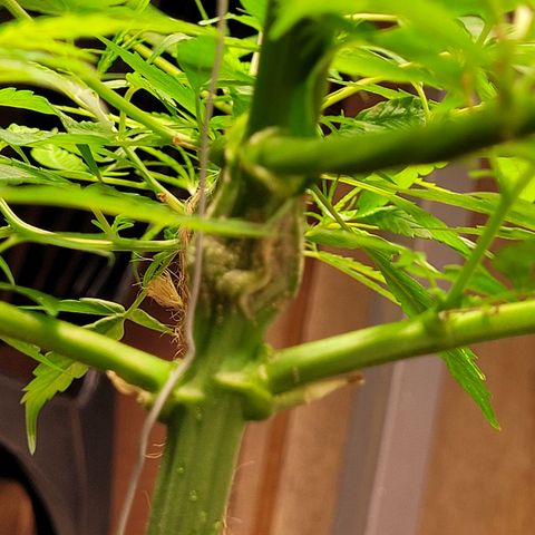 Prenseed #00 growlog timeline photo