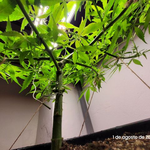 Prenseed #00 growlog timeline photo