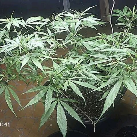 Prenseed #00 growlog timeline photo