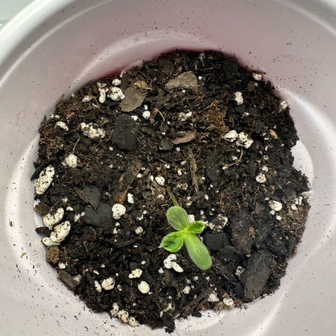 Purple Haze growlog timeline photo