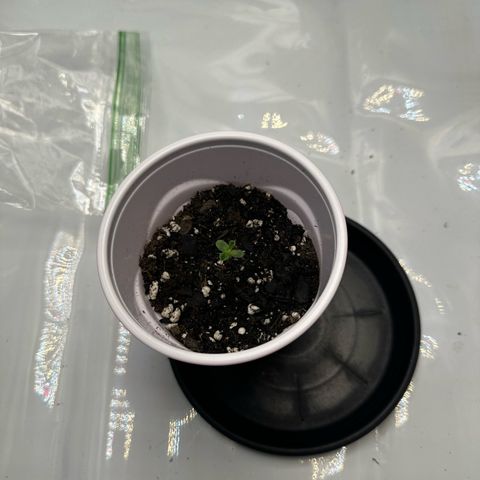 Purple Haze growlog timeline photo
