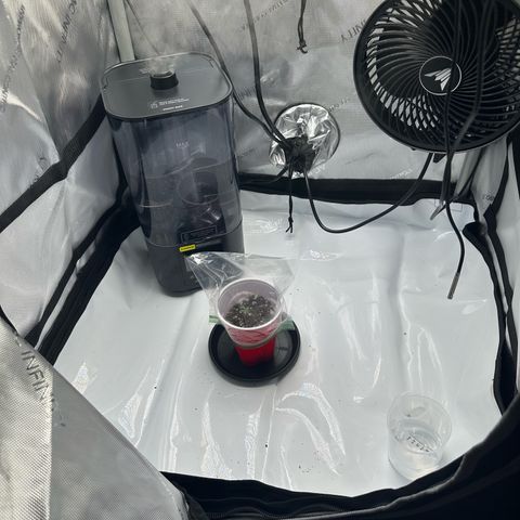 Purple Haze growlog photo: Just bought new humidifier to help with humidity. 