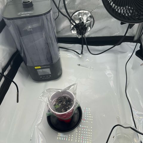 Purple Haze growlog timeline photo