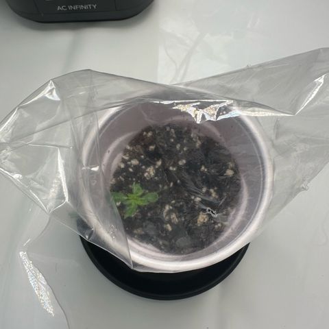 Purple Haze growlog timeline photo