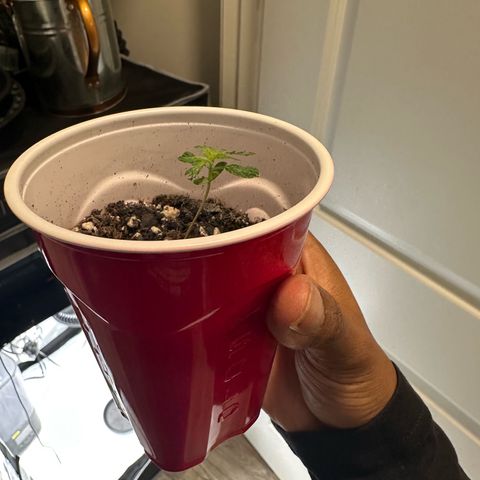 Purple Haze growlog timeline photo
