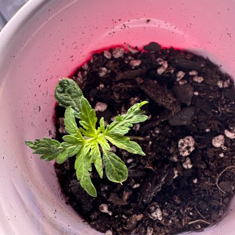 Purple Haze growlog photo: Looks like there’s a bit yellowish on the new leaves. I may need to readjust the lighting. I already gave the plant a light mist today. I will more than likely start feeding lightly next time. 