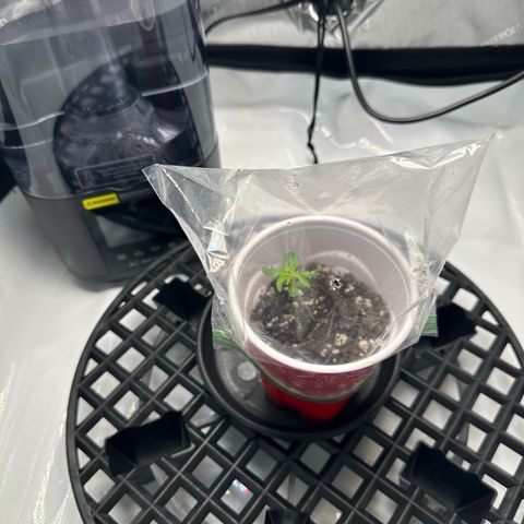 Purple Haze growlog photo: Looks like there’s a bit yellowish on the new leaves. I may need to readjust the lighting. I already gave the plant a light mist today. I will more than likely start feeding lightly next time. 