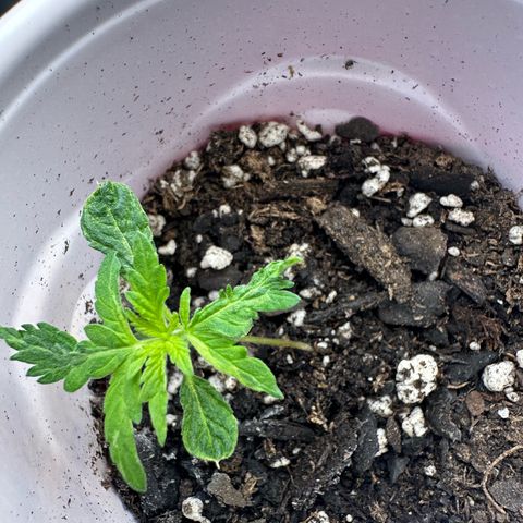 Purple Haze growlog photo: Looks like there’s a bit yellowish on the new leaves. I may need to readjust the lighting. I already gave the plant a light mist today. I will more than likely start feeding lightly next time. 