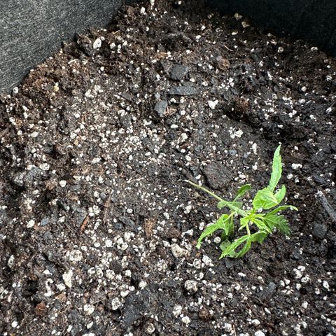 Purple Haze growlog timeline photo