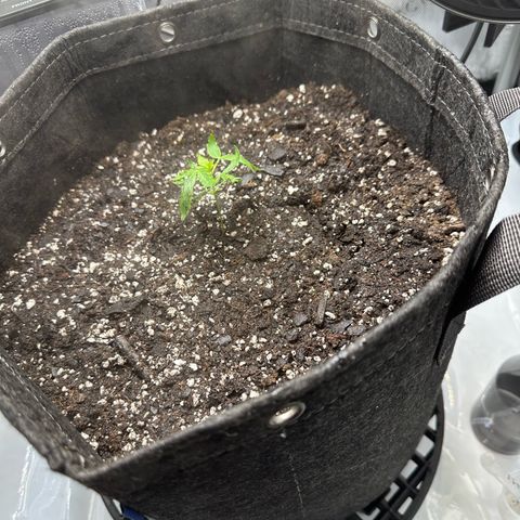 Purple Haze growlog timeline photo