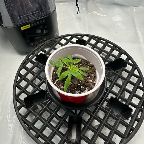 Purple Haze growlog timeline photo