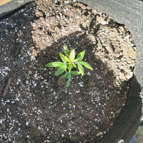 Purple Haze growlog photo: Had a power outage for the past two hours. Smh I have it outside for some light right now. Hopefully I haven’t stressed her because she’s already been through enough, but I’m trying to do what I can to make sure she’s comfy. 