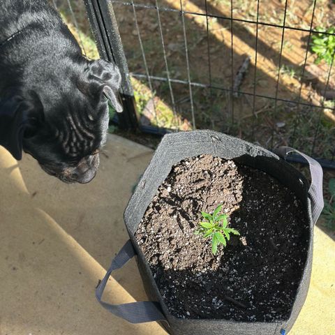 Purple Haze growlog photo: Had a power outage for the past two hours. Smh I have it outside for some light right now. Hopefully I haven’t stressed her because she’s already been through enough, but I’m trying to do what I can to make sure she’s comfy. 