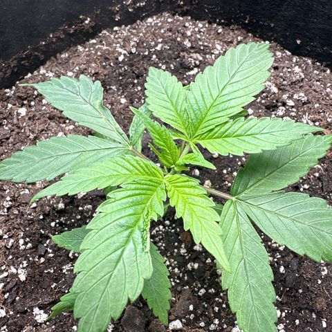 Purple Haze growlog timeline photo