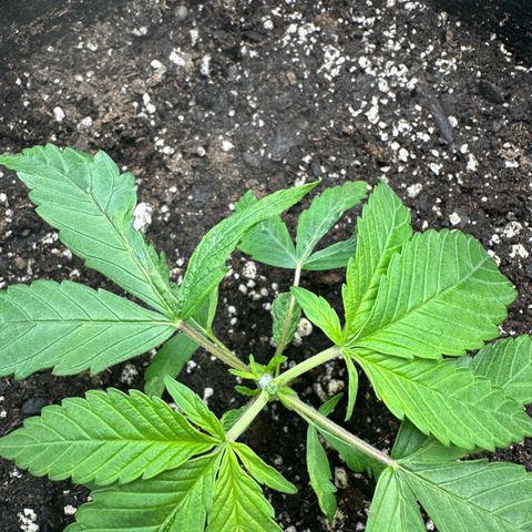 Purple Haze growlog timeline photo