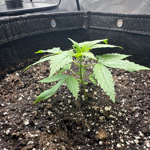 Purple Haze growlog timeline photo