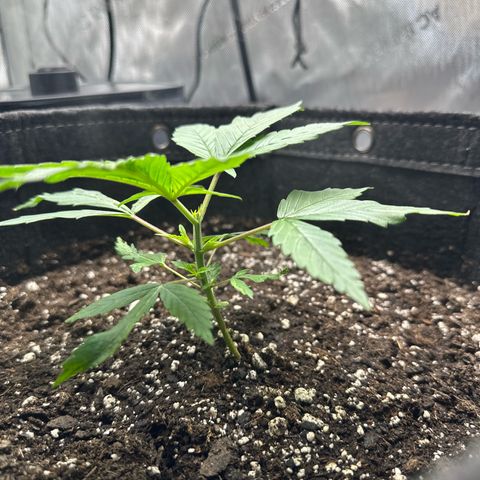 Purple Haze growlog timeline photo