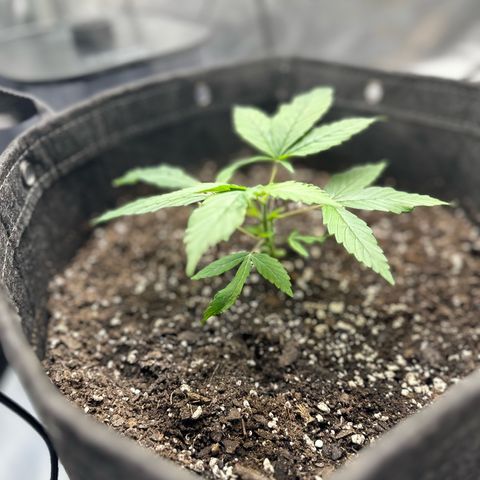 Purple Haze growlog timeline photo