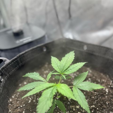 Purple Haze growlog timeline photo