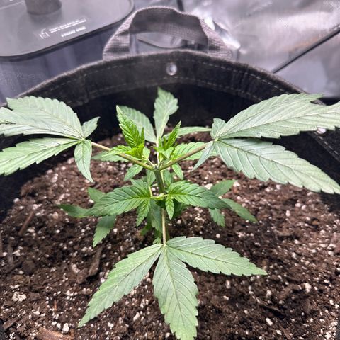 Purple Haze growlog photo: She started back growing again which means I topped it correctly! I’m super excited with this kinda being my first grow!