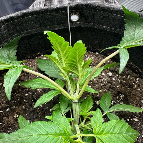 Purple Haze growlog timeline photo