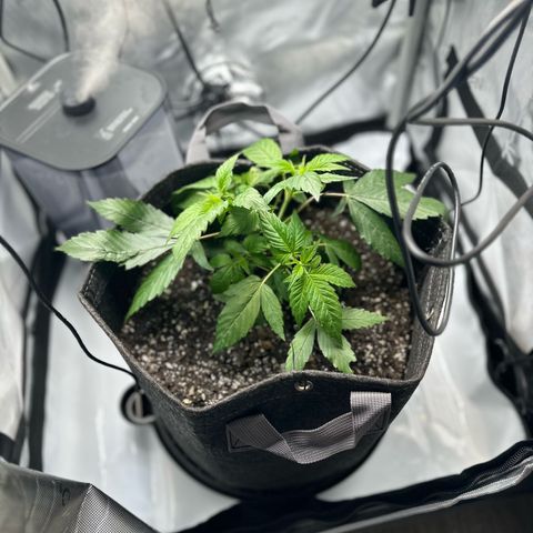 Purple Haze growlog photo: Olant is looking more and more beautiful everyday! Super excited about the progress I’ve been making!