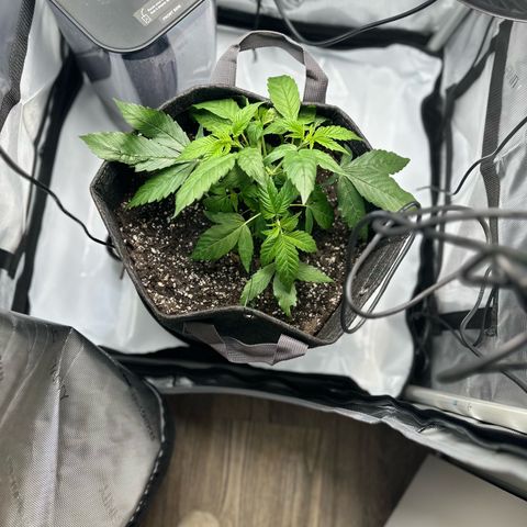 Purple Haze growlog photo: Olant is looking more and more beautiful everyday! Super excited about the progress I’ve been making!