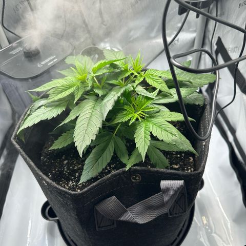 Purple Haze growlog photo: She is growing so fast and is looking beautiful as ever! I’d honestly give her possibly one more week before I transition her to flower stage! 