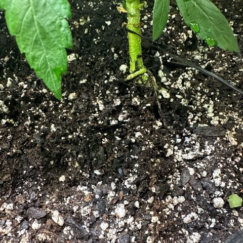 Purple Haze growlog photo: Noticed the stem was looking like it was being pulled out of the soil. With this being my first time, it scared me a bit so I stopped the LST and took all of the ties off. It shouldn’t hurt anything. I had gently patted down the soil and I will monitor this area. 