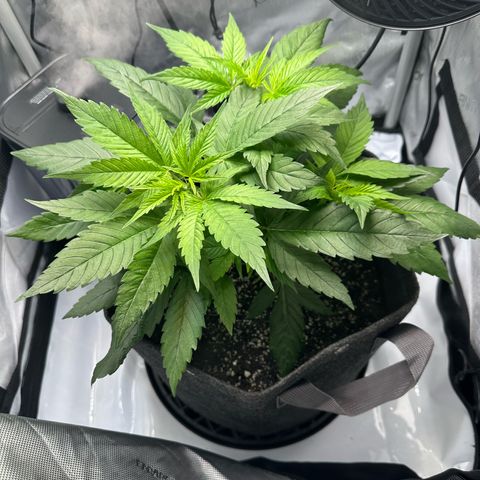 Purple Haze growlog timeline photo