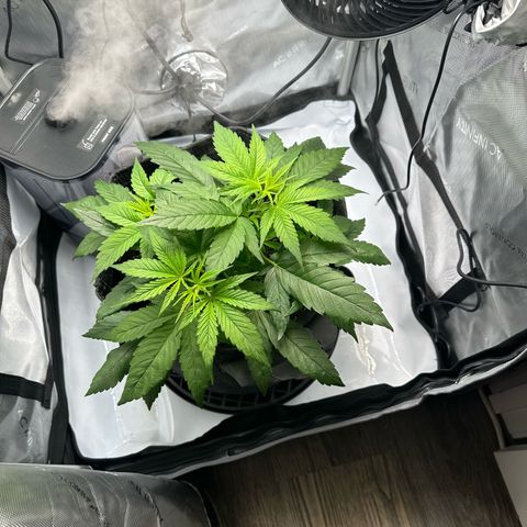 Purple Haze growlog timeline photo