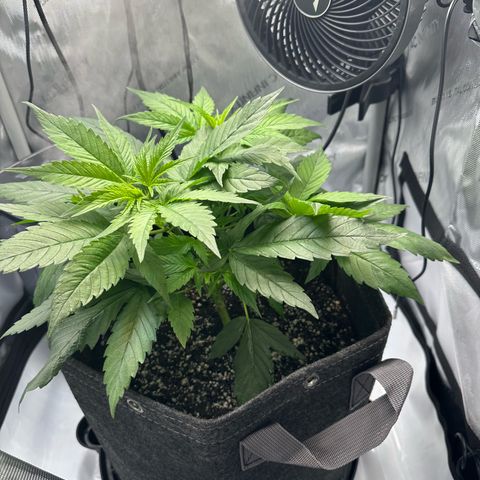 Purple Haze growlog timeline photo