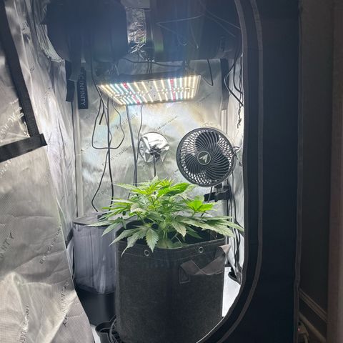 Purple Haze growlog photo: Made a few changes to maximize grow space