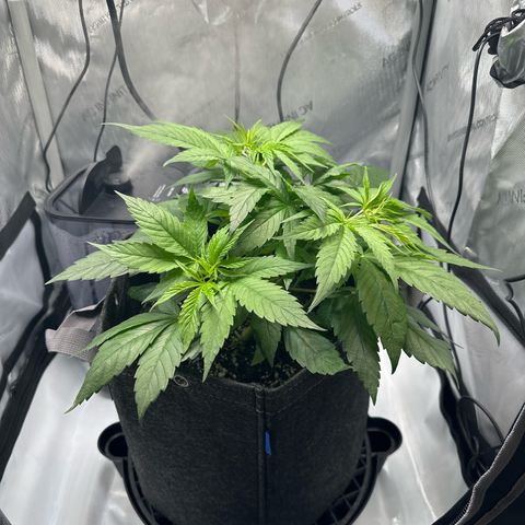 Purple Haze growlog photo: Made a few changes to maximize grow space