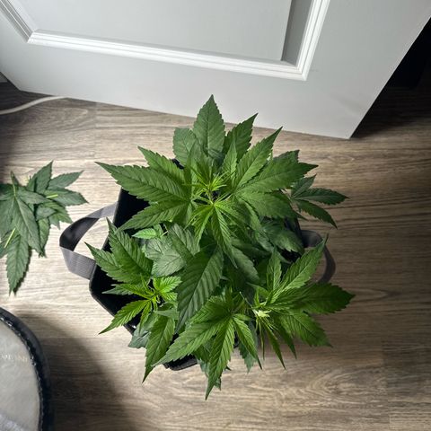 Purple Haze growlog photo: Removed a couple of the largest fan leaves 