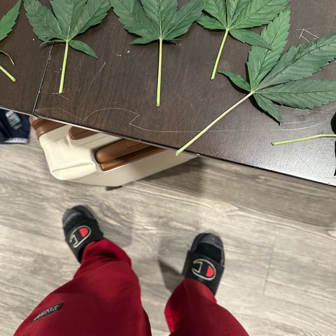 Purple Haze growlog timeline photo