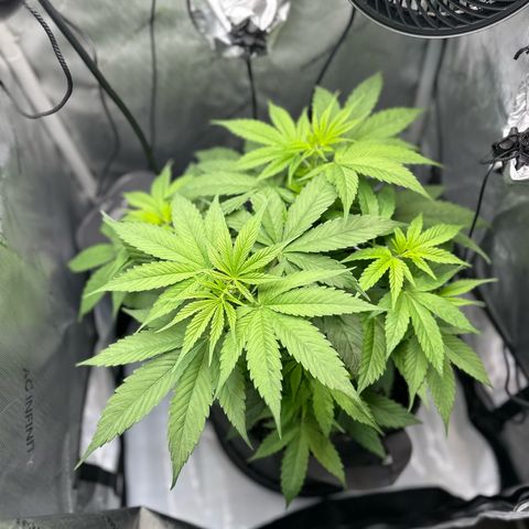 Purple Haze growlog timeline photo